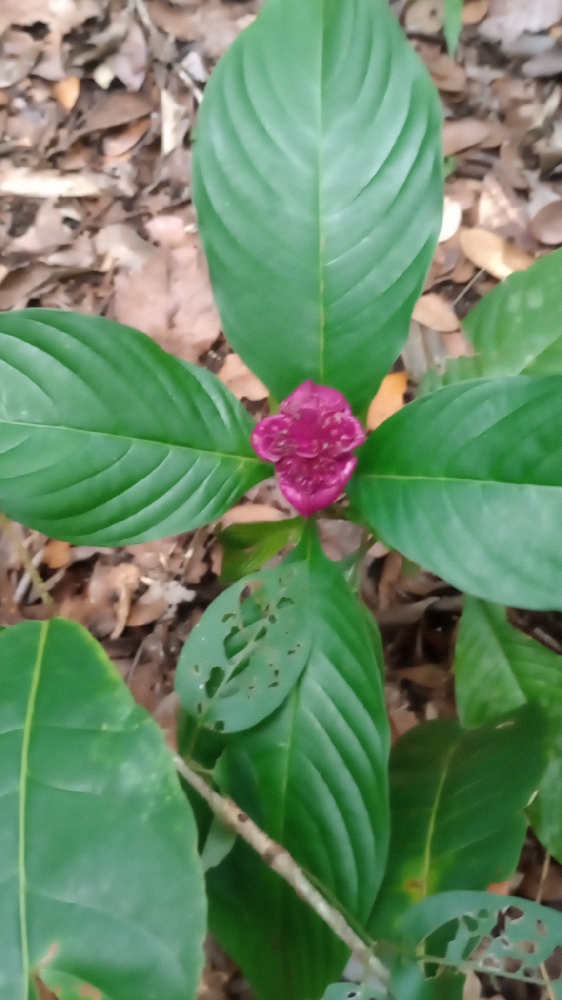 Palicourea colorata