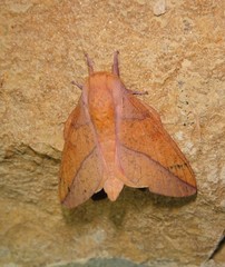 Syssphinx bisecta