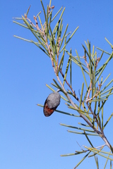 Hakea leucoptera