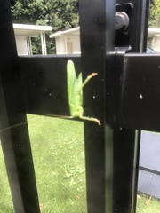 Tettigonia orientalis