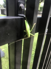 Tettigonia orientalis