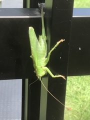 Tettigonia orientalis