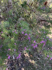 Boronia rivularis