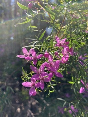 Boronia rivularis
