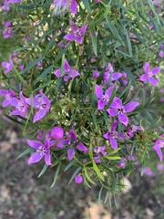 Boronia rivularis