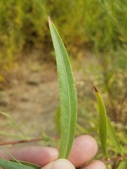 Salix melanopsis