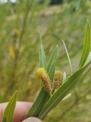 Salix melanopsis