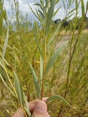 Salix melanopsis