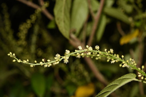 Mallotus peltatus observed 2025-05-11