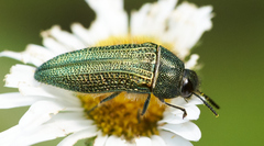 Acmaeodera resplendens