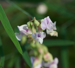 Lathyrus graminifolius