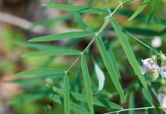 Lathyrus graminifolius