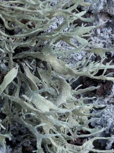 Armored Sea-Fog Lichen