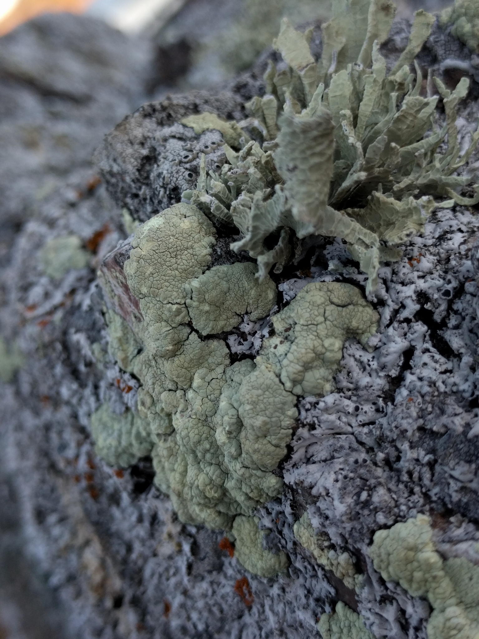 Lecanoraceae image
