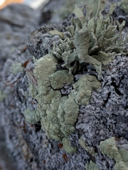 Protoparmeliopsis pinguis