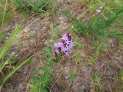 Liatris pauciflora