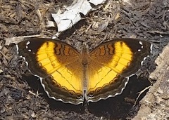 Junonia terea terea