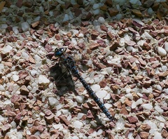 Aeshna canadensis