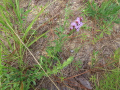 Liatris pauciflora