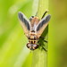 Trichopoda pictipennis - Photo (c) Reiner Richter, μερικά δικαιώματα διατηρούνται (CC BY-NC-SA), uploaded by Reiner Richter