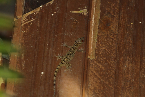 Gekko monarchus