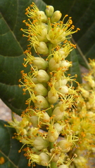 Tachigali densiflora