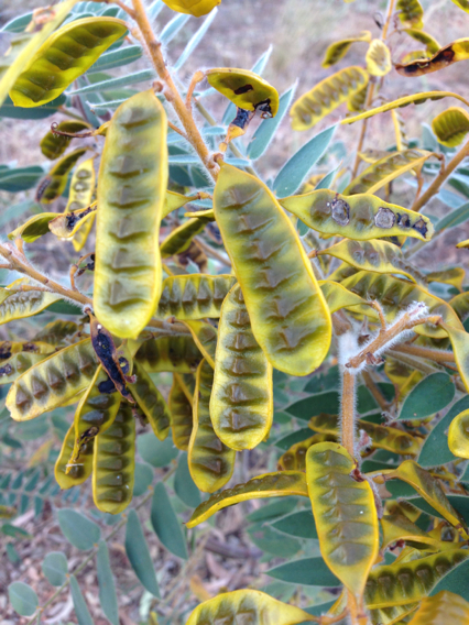 Senna notabilis