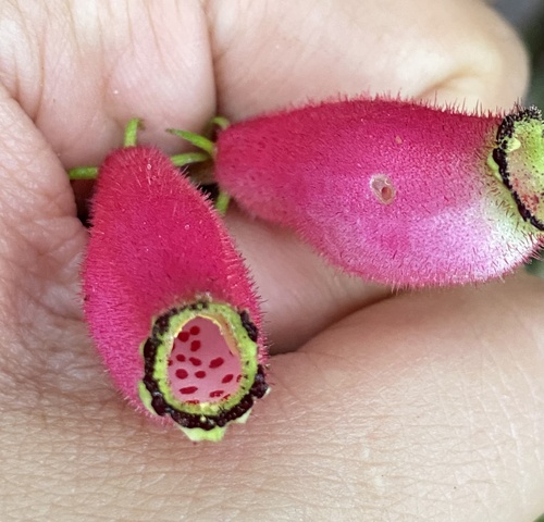 Seemannia purpurascens