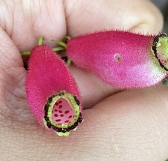 Seemannia purpurascens