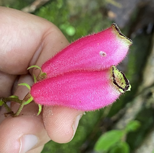 Seemannia purpurascens, photograph 1