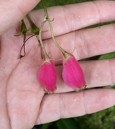 Seemannia purpurascens, photograph 2