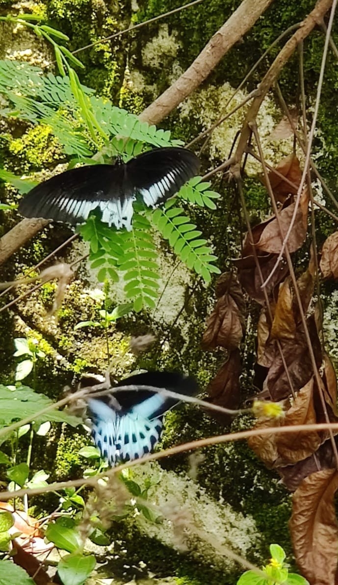 Island Mormon