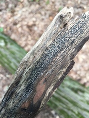 Psiloglonium pusillum