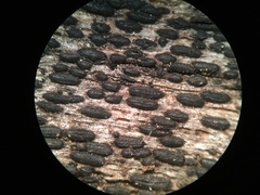 Psiloglonium pusillum