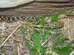 Madagascarophis meridionalis