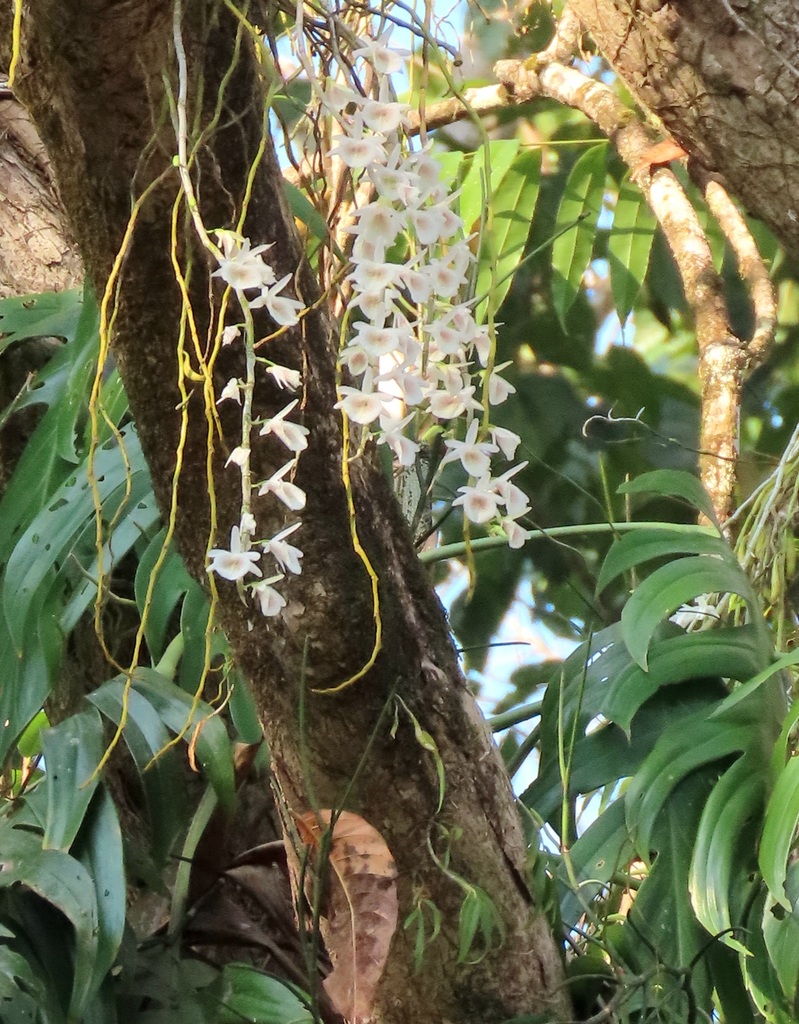 Dendrobium polyanthum Wall. ex Lindl. 4