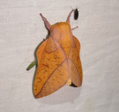 Syssphinx bisecta