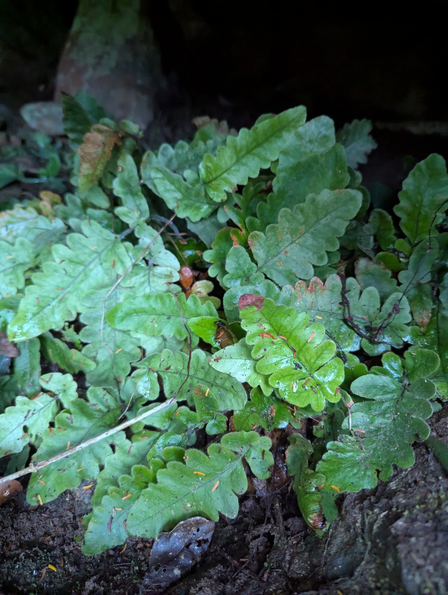 Tectaria zeilanica (Tectaria zeilanica)