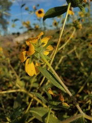 Helianthus bolanderi