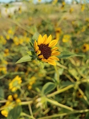Helianthus bolanderi