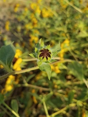 Helianthus bolanderi