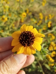 Helianthus bolanderi