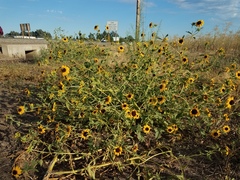 Helianthus bolanderi