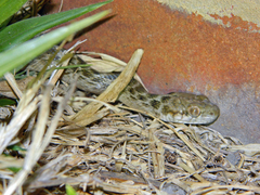Madagascarophis meridionalis