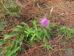 Cirsium repandum