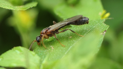 Tetraponera