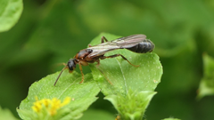 Tetraponera