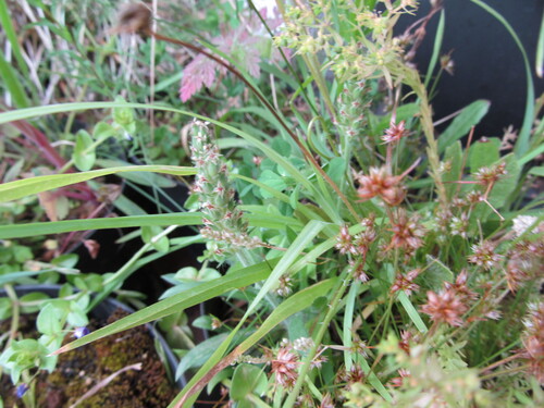 Image of Plantago bellardii by (c) zebedeugalinha, some rights reserved (CC BY)