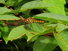 Sympetrum darwinianum