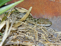 Madagascarophis meridionalis